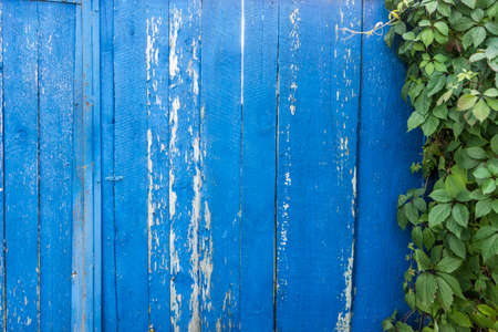 Blue Wood texture with Ivy for Nature Background. Copy Space for Textの写真素材