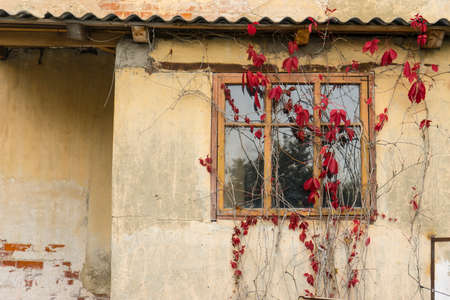 Old window with flowers on a plastered brick wallの写真素材