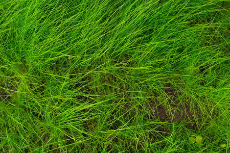 Green grass texture background Top view of bright grass garden Idea concept used for making green backdrop, lawn for training football pitch, Grass Golf Courses green lawn pattern textured background.の写真素材