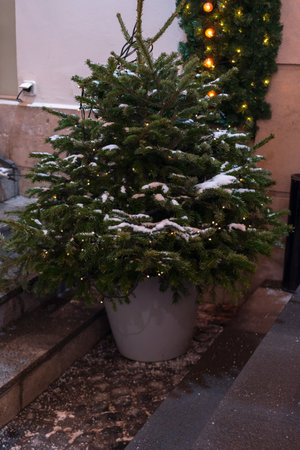 A Festive Christmas Tree in a Decorative Potの写真素材