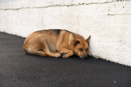 Relaxed dog resting near textured brick wallの写真素材