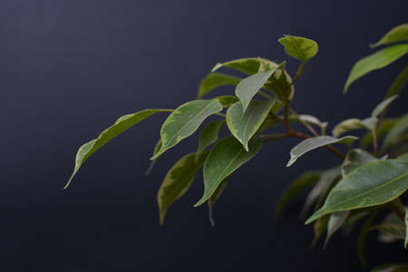 Ficus Benjamin on a black background. Indoor plant. The leaves on the branches. Background.の写真素材
