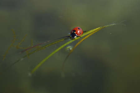 Ladybug on a leaf on the waterの写真素材