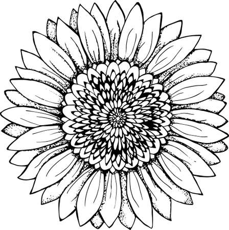 Black and white picture of a sunflower. Flower illustrationのイラスト素材
