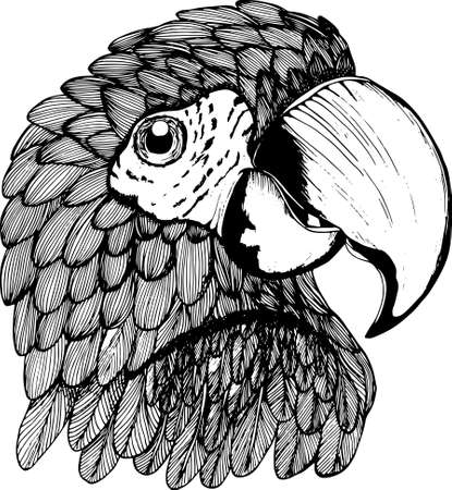 An illustration of a black-and-white parrot. Exotic bird.のイラスト素材
