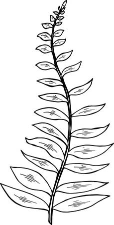 Black and white picture of a fractal leaf. Branch of a fernのイラスト素材