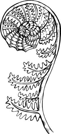 Black and white fern illustration in a spiral.のイラスト素材