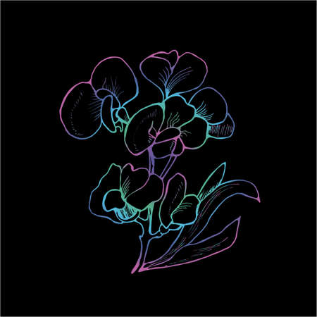 Illustration of iris flowers in hatching style.のイラスト素材