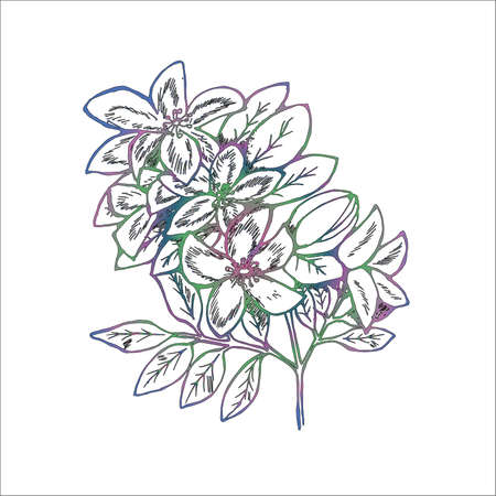Color illustration of branches of flowers of lilac. Manual graphics.のイラスト素材
