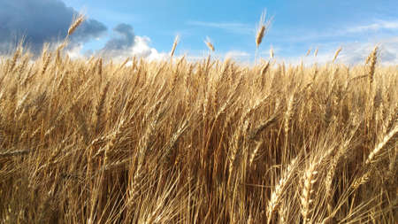 wheat field summer harvest summerの写真素材