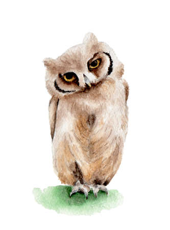 bird owl brown watercolor illustration nature isolatedの写真素材