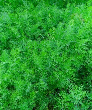 Fresh dill green vegan background top viewの写真素材