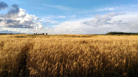 field of ripe wheat crop summer autumnの写真素材