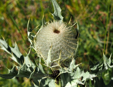 Milk Thistle plant Silybum marianum herbal remedy. Scotch thistle, Cardus marianus, Blessed milk thistle, Marian Thistle, Mary Thistle, Saint Mary's Thistleの写真素材