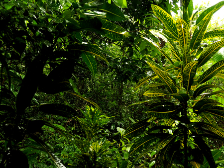 Tropical jungle pass, leaves and trees, OLIMPUS