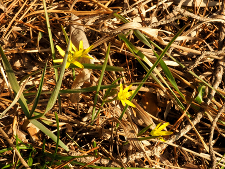 first spring flowers. yellowの写真素材