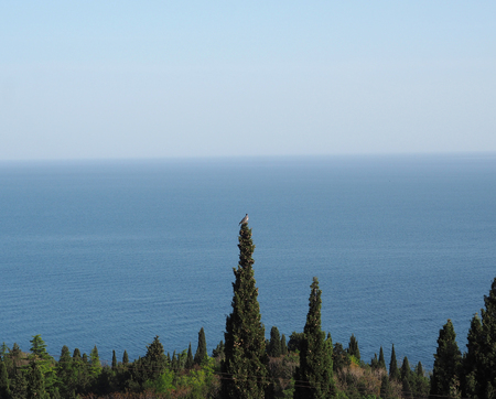 Horizon sea cypressの写真素材