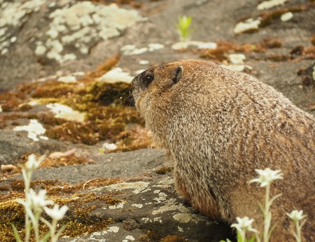 ground hog marmot day close upの写真素材
