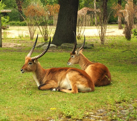 Two Eland Taurotragus oryx , worlds largest antelope laying on grass