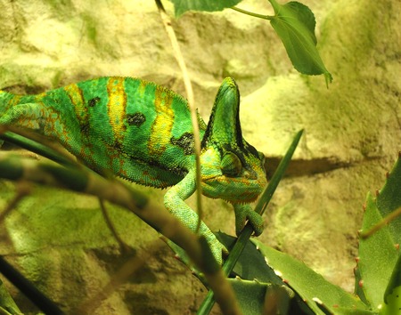 Chameleon in the green sitting on the branchの写真素材