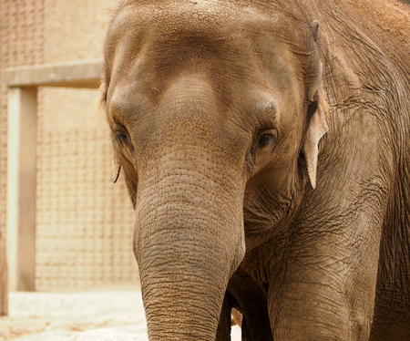 The face of indian elephant in zooの写真素材