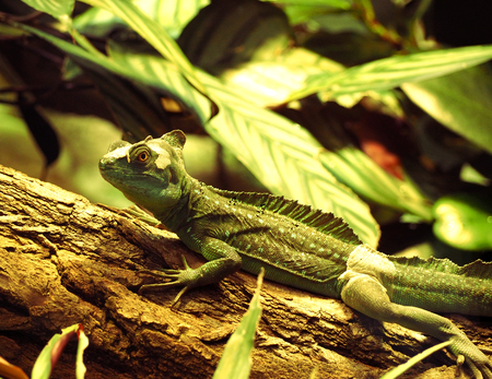 Large green iguana in a terrariumの写真素材