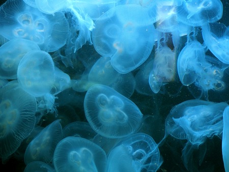 Many Moon jellyfish drifting softly underwater backgroundの写真素材