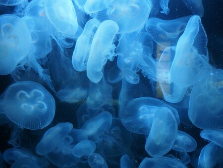 Many Moon jellyfish drifting softly underwater backgroundの写真素材