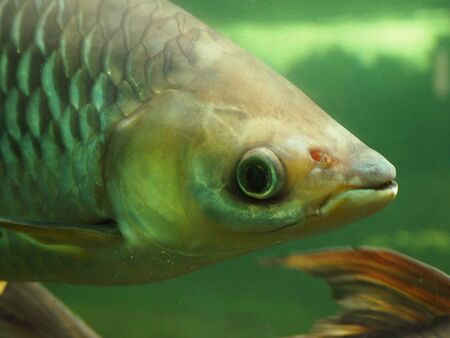 Face of Perch Perca fluviatilis in the waterの写真素材