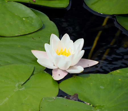 White lily floating on a blue water with leavesの写真素材