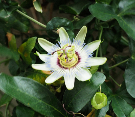 Macro Close-Up of Exotic Passion Fruit Flower.の写真素材