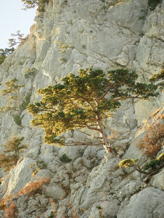 Beautiful pine grows on a rock high above the seaの写真素材