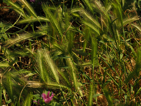 Green ears of wheatの写真素材