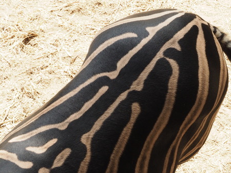 Back of Zebra. View from upの写真素材