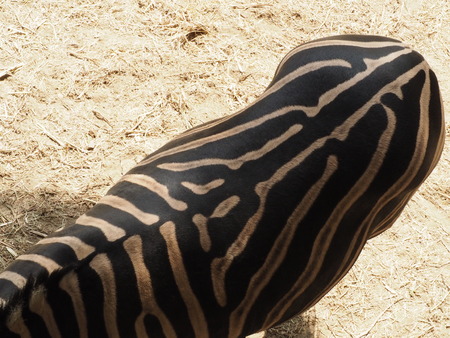 Back of Zebra. View from upの写真素材