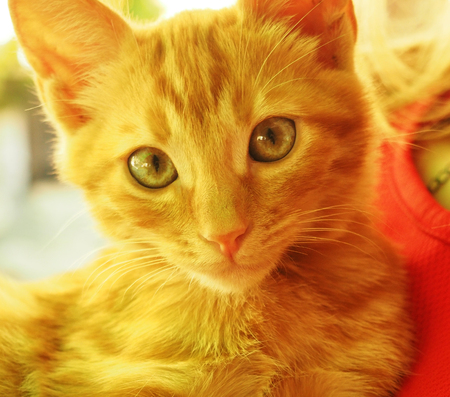 Sunny portrait of cute red ginger kitten in sunny summer dayの写真素材