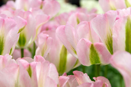 The color image of  delicate pink tulips, close-upの写真素材