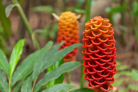 Red exotic plant Indonesian Ginger wax flower