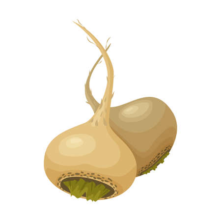 Vector illustration of two roots of peruvian maca or lepidium meyenii. Isolated on white background. Healthy organic nutrition.のイラスト素材