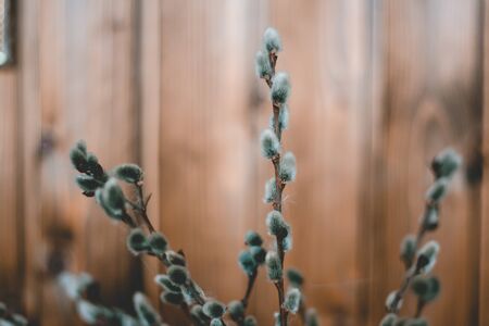 Cute willow branches on wooden table flat lay view, Hello Spring concept, tree branch close-up....