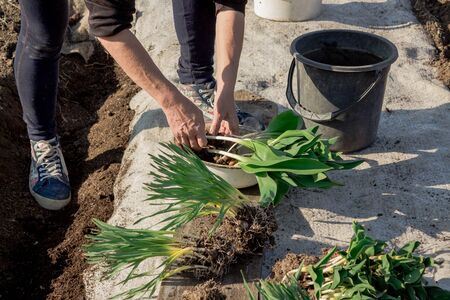 Female gardener planting rose shrub in the dug hole in her backyard garden. work in the garden. kitchen-gardenの写真素材