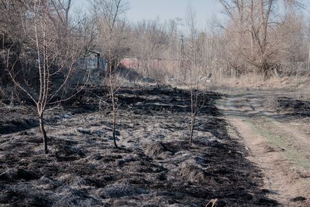 forest after a fire soil road divides two parts of a burned forest and grassの写真素材