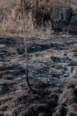 burnt young trees after a fire in a burned field. side viewの写真素材