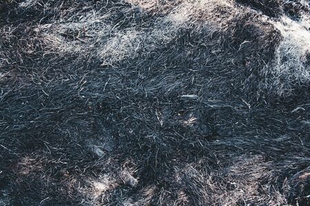 after the forest fire. burnt grass and branches close upの写真素材