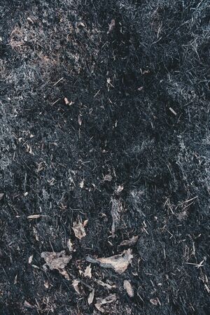 after the forest fire. burnt grass and branches close upの写真素材