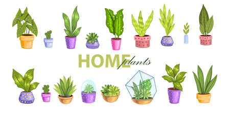 Vector big set with different home plants. Tropical leaves, succulents, cactuses in florariums and pots. Urban jungle stock collection in realistic modern style isolated on white.のイラスト素材