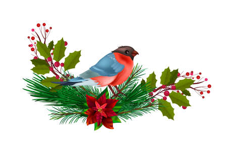 Winter Christmas floral illustration with red bullfinch, fir branches, holly isolated on white. Holiday x-mas postcard with bird, berries, leaves, poinsettia. Christmas bullfinch with evergreen plantsのイラスト素材
