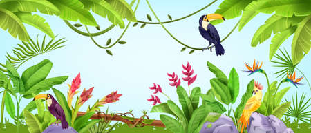 オオハシの写真 イラスト素材一覧 19 303件 ストックフォトのamanaimages Plus