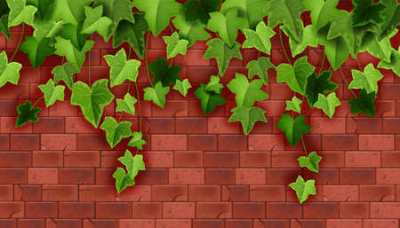Ivy plant vector green background, climbing vine leaf, red brick wall backdrop house stone texture. Nature floral liana illustration, realistic architecture decoration banner. Ivy plant climber headerのイラスト素材