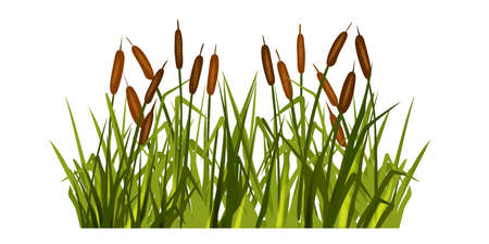 Swamp grass illustration, vector reed plant, marsh bush, pond cattail shrub, cartoon nature clipart. Landscape river floral design element, green isolated blades, leaf vegetation. Swamp lake grassのイラスト素材